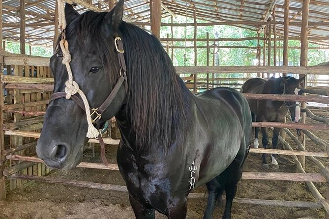 Horseback Riding Ziplines and Cenote Tour with Lunch - Key points to know before booking