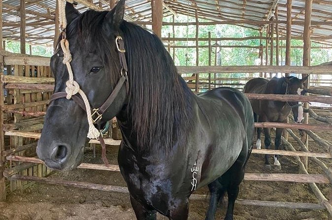 Horseback Riding Ziplines and Cenote Tour with Lunch - Who will get the most from this half-day outing?