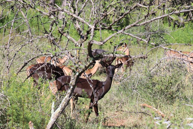 Horseback Safari Adventure in Hartbeespoort from Johannesburg - Why the included photographs matter