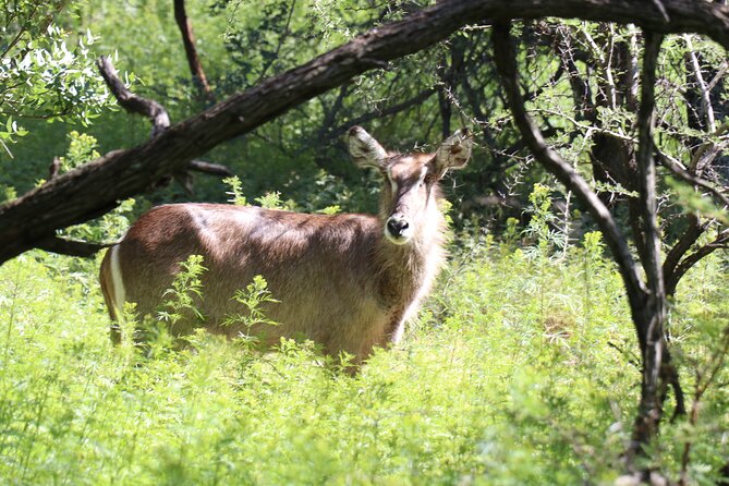 Horseback Safari Adventure in Hartbeespoort from Johannesburg - Hartbeespoort Dam and the return drive