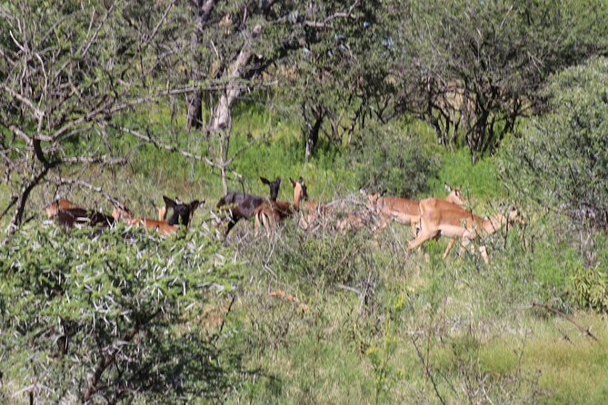 Horseback Safari Adventure in Hartbeespoort from Johannesburg - Is the $112.52 price good value?