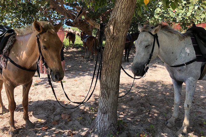 Horseback “SPECIAL”- Negril’s Beach Ride N’ Swim with Free photos/videos - Pickup, timing, and the main weakness