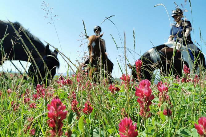 Horsebackriding - explore Tuscan nature - Key points to know before you book