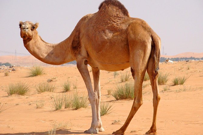 Hot Air Balloon Premium ,Camel Horse Ride,Dune Bashing ,Quad Bike - Is $410 good value?