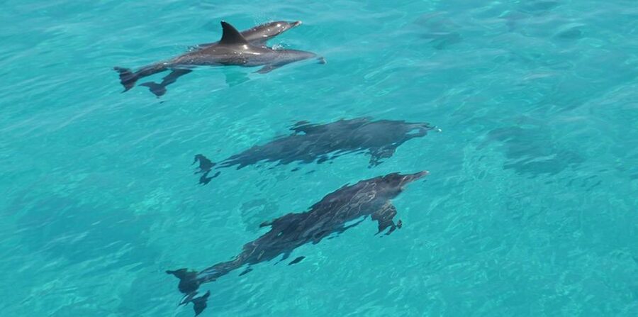 Hurghada: 4 Days Tour Horse, Camel, Spa, ATV, Jeep & Dolphin - Key points to know before booking