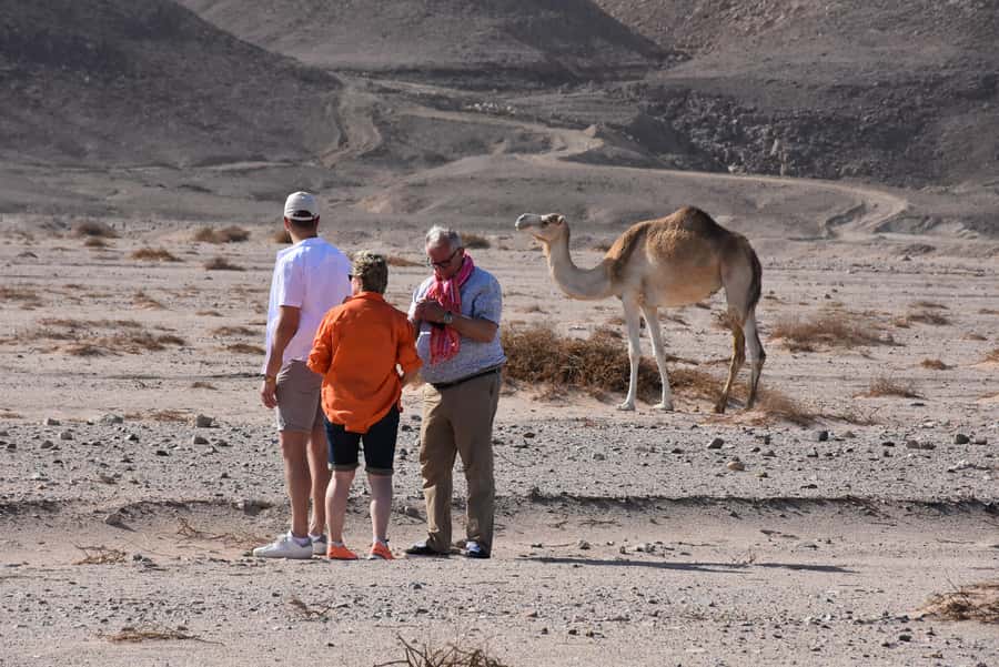 Hurghada: Camel Ride & horse ride and Off-Road Jeep Tour - One hour on a camel between desert valleys