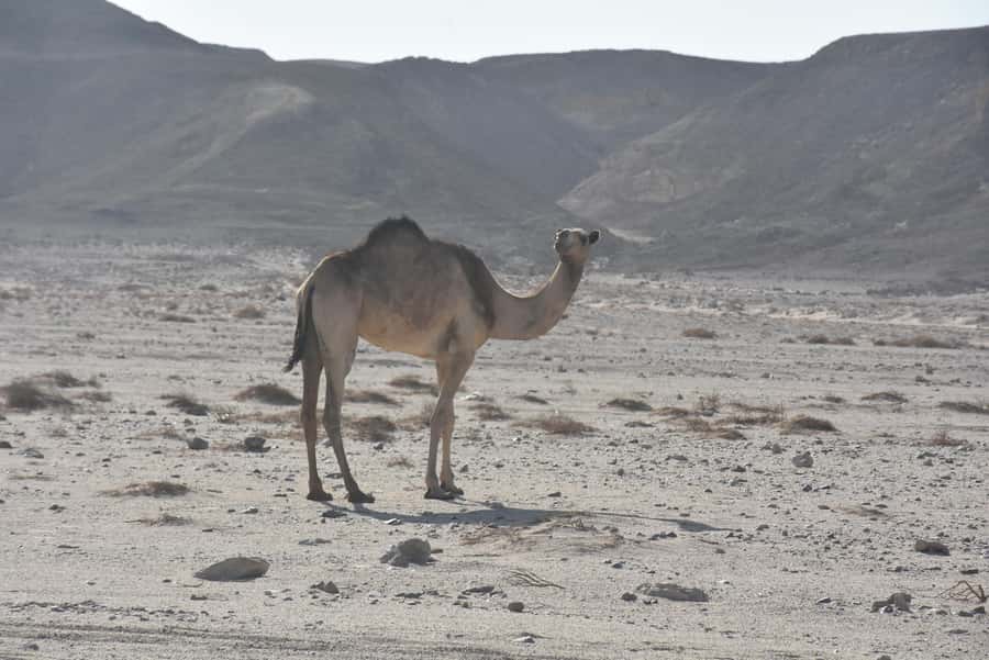 Hurghada: Camel Ride & horse ride and Off-Road Jeep Tour - Horse riding through the valleys