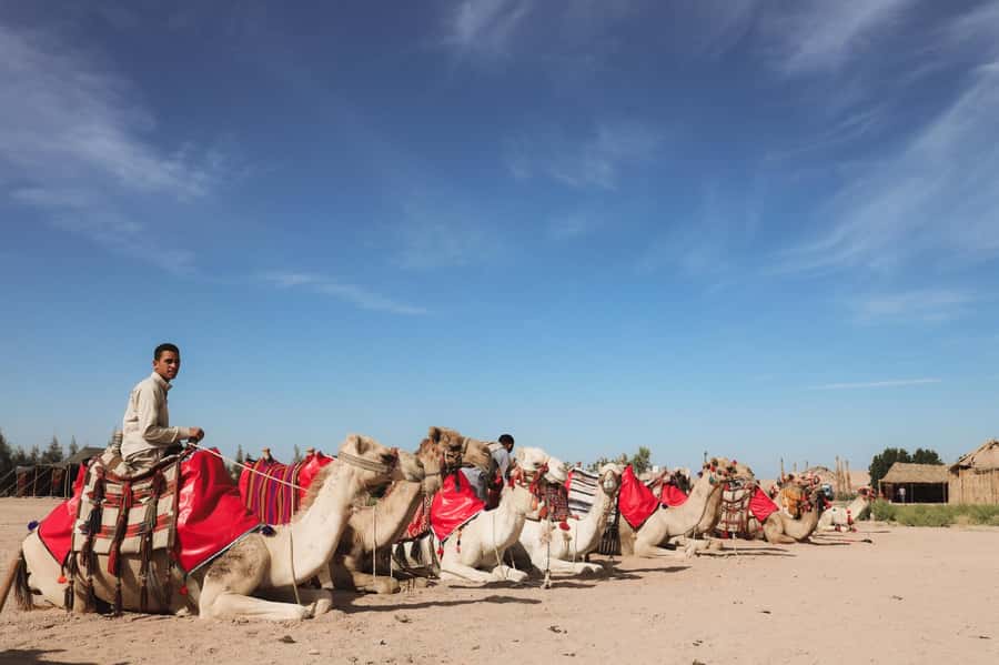 Hurghada: Camel Ride & horse ride and Off-Road Jeep Tour - Guides, languages, and group size