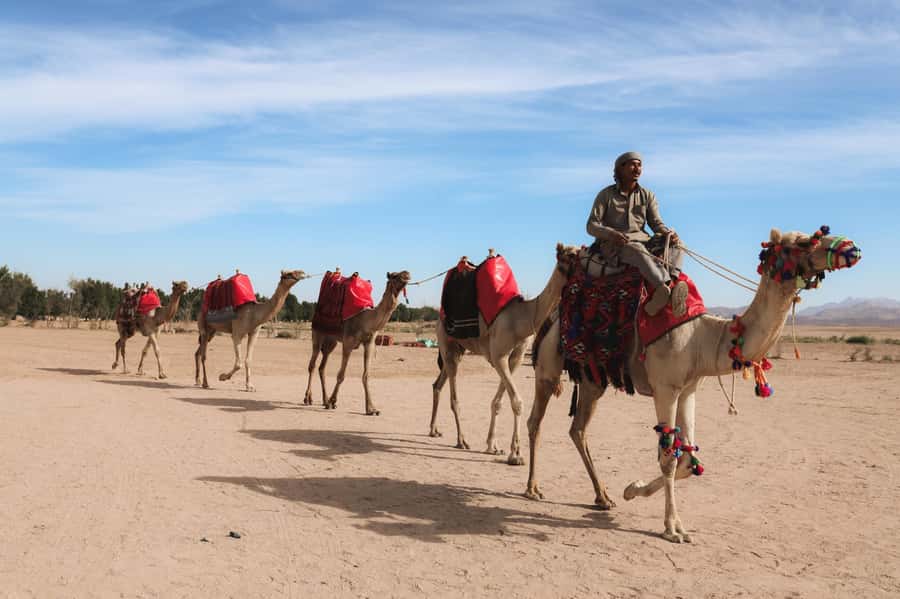 Hurghada: Camel Ride & horse ride and Off-Road Jeep Tour - What to bring for comfort and safety