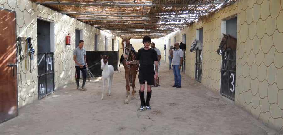 Hurghada: Horse Ride, BBQ Dinner, and Stargazing - Dinner at the oasis