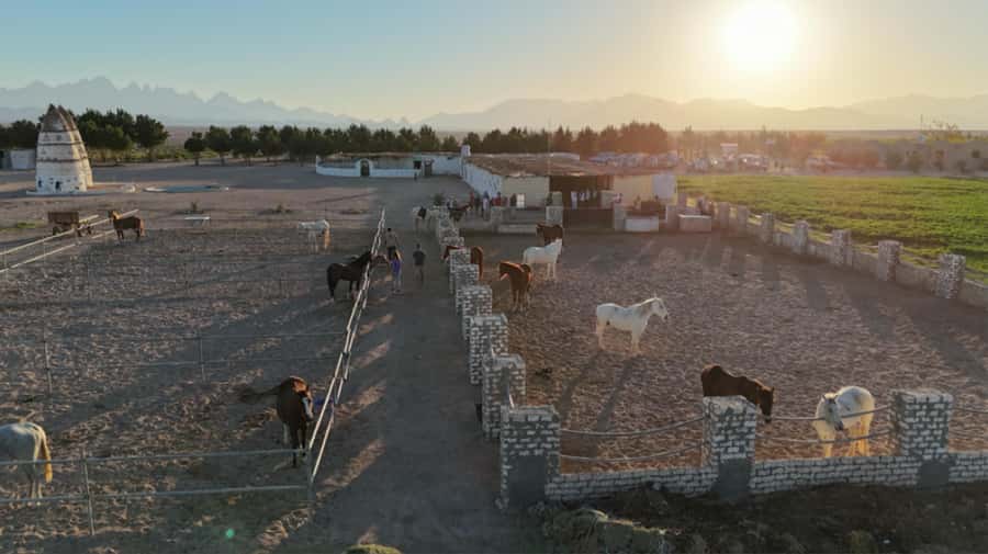 Hurghada: Horse Riding & Safari Adventure - Key points at a glance