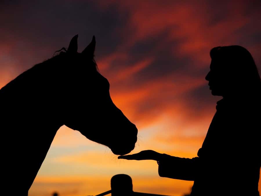 Hurghada: Sea & Desert Horse Tour, Stargazing, Dinner & Show - Two hours across sand, open plains, and the coast
