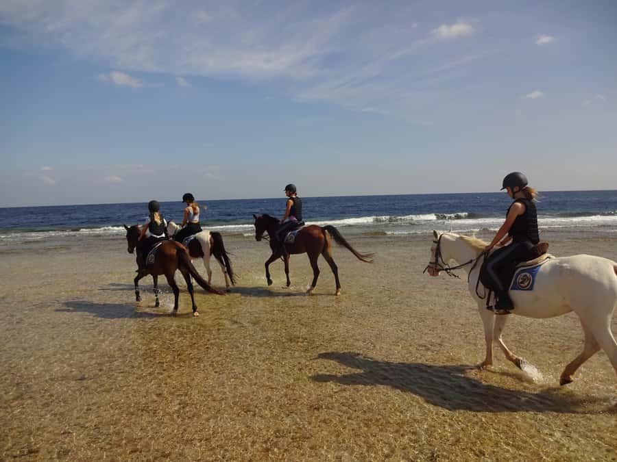 Hurghada: Sea & Desert Horse Tour, Stargazing, Dinner & Show - How the guides handle different riding levels