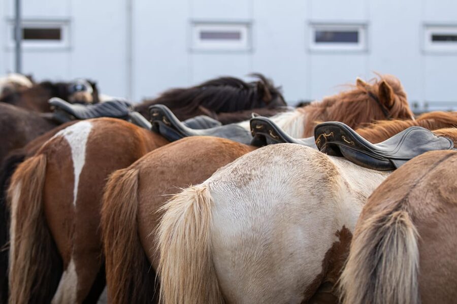 Hveragerdi: Countryside Charm Horse Riding Tour - What to wear for Icelandic weather