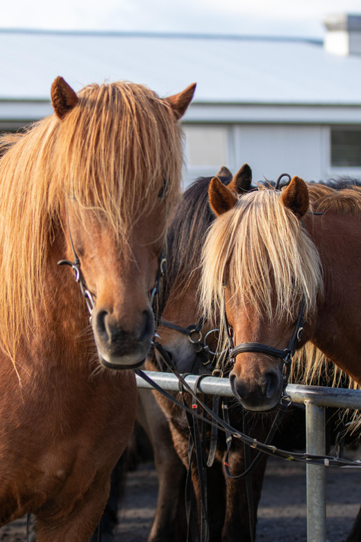 Hveragerdi: Countryside Charm Horse Riding Tour - Families, groups, and first-time riders
