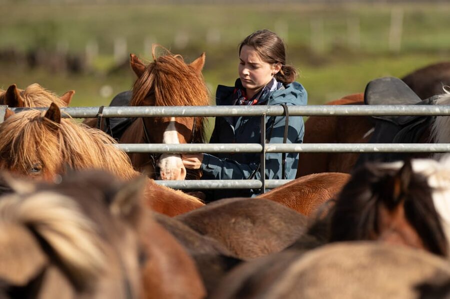 Hveragerdi: Countryside Charm Horse Riding Tour - One hour through Ölfus meadows