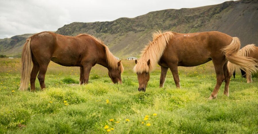 Hveragerdi: Reykjadalur (Hotspring Valley) Horse Riding Tour - The two-hour schedule and what you actually get