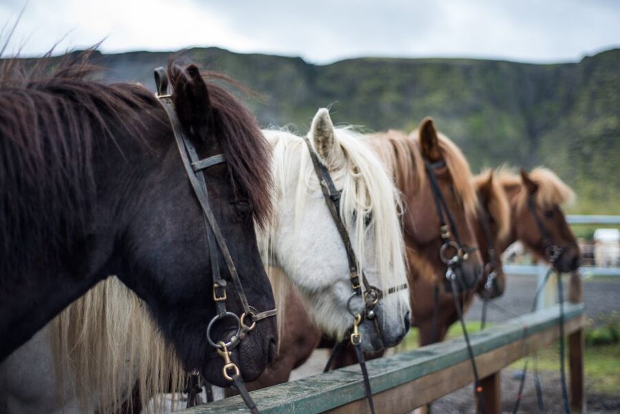 Hveragerdi: Reykjadalur (Hotspring Valley) Horse Riding Tour - Is $142 a fair price?