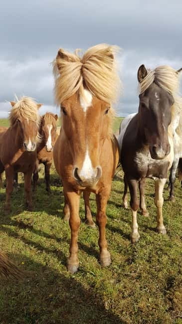 Iceland: Volcanic Landscape Horse Riding Tour - Meeting the horses in Víðidalur