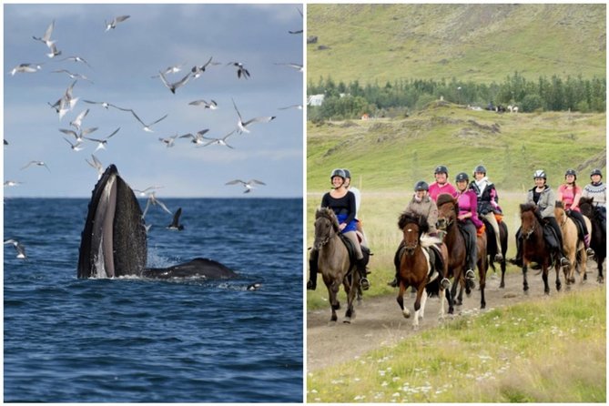 Icelandic Horse Riding and Whale Watching Cruise from Reykjavík - Key points to know before booking