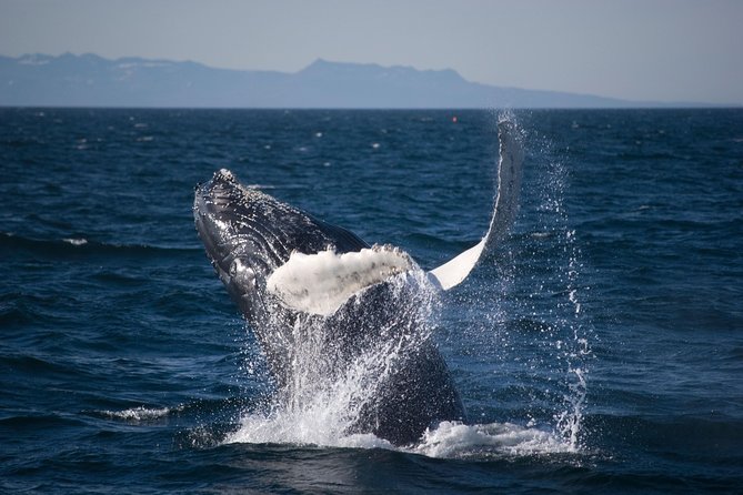 Icelandic Horse Riding and Whale Watching Cruise from Reykjavík - Moving from the stable to Reykjavík’s Old Harbour