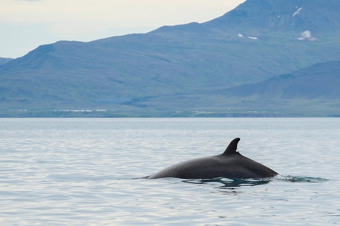 Icelandic Horse Riding and Whale Watching Cruise from Reykjavík - Three hours on Faxaflói Bay with Elding