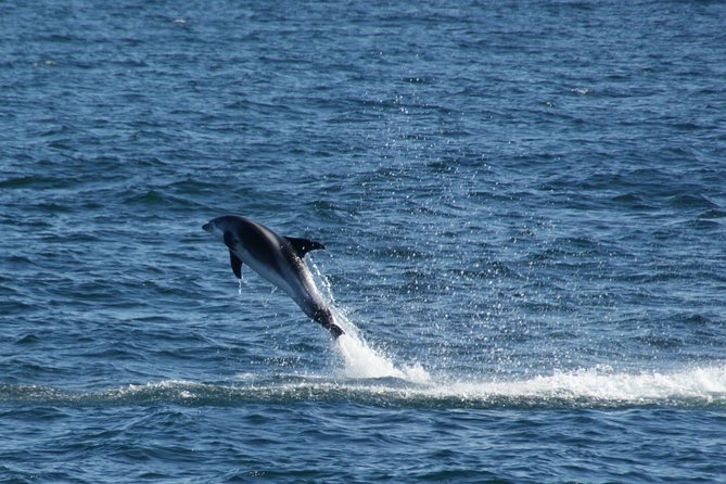 Icelandic Horse Riding and Whale Watching Cruise from Reykjavík - The value of $280 for one full day