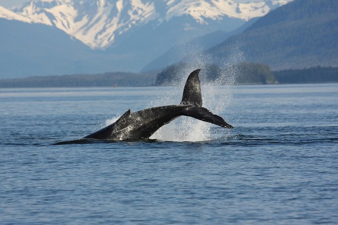Icelandic Horse Riding and Whale Watching Cruise from Reykjavík - Who should book this tour