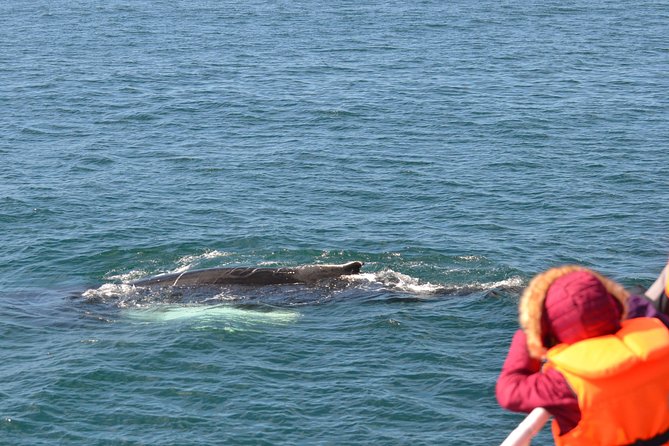 Icelandic Horse Riding and Whale Watching Cruise from Reykjavík - The morning ride near Hveragerði