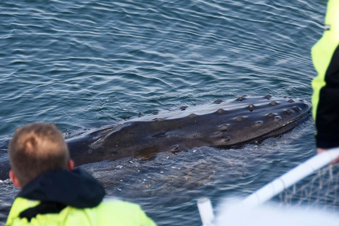 Icelandic Horse Riding and Whale Watching Tour from Reykjavik - The Transfer to Reykjavik Old Harbor