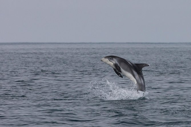 Icelandic Horse Riding and Whale Watching Tour from Reykjavik - Who Should Book This Tour?
