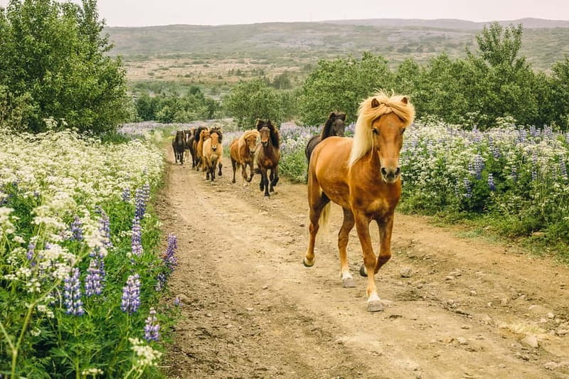 Icelandic Horse Riding Tour & Pickup Option from Reykjavik - Quick points before you book
