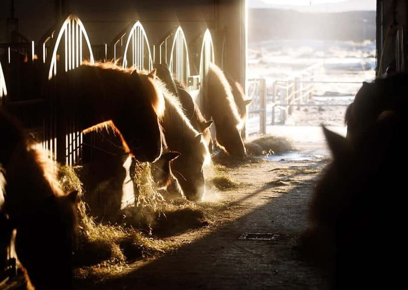 Icelandic Horse Riding Tour & Pickup Option from Reykjavik - Is $135 good value?
