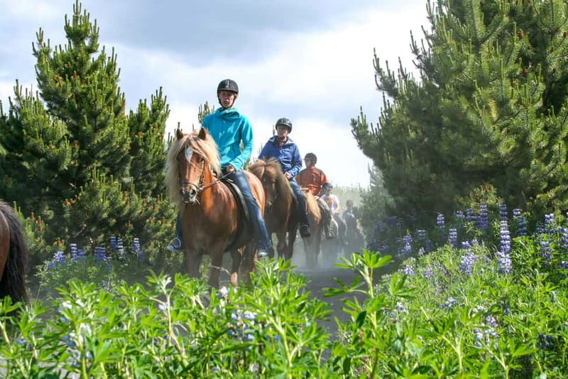 Icelandic Horse Riding Tour & Pickup Option from Reykjavik - Meeting the Icelandic horses