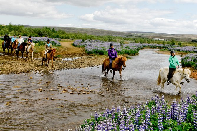 Icelandic Horseback Riding Tour Including Pick Up from Reykjavik - A quick ride from Reykjavik to Laxnes Horse Farm
