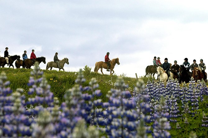Icelandic Horseback Riding Tour Including Pick Up from Reykjavik - What the horses and guides add to the experience