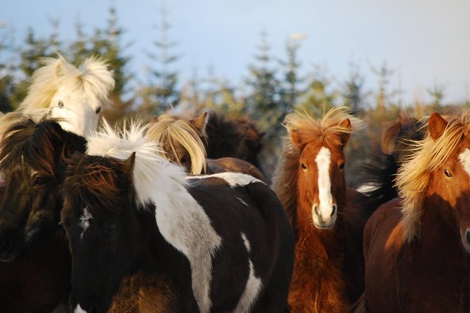 Icelandic Horseback Riding Tour with Pickup Option from Reykjavik - Why Icelandic horses make this ride different