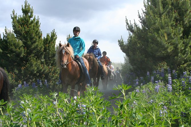 Icelandic Horseback Riding Tour with Pickup Option from Reykjavik - Lava fields, moorland, mountains, and lakes