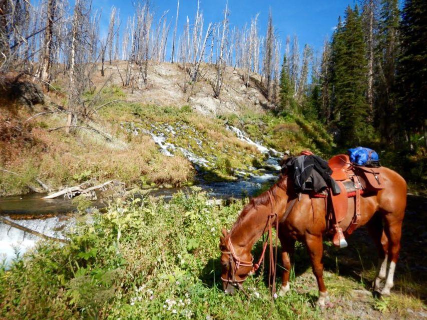 Jackson Hole: Bridger-Teton National Forest Horseback Ride - Following the river through forest and meadow