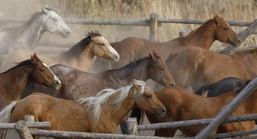 Jackson Hole: Bridger-Teton National Forest Horseback Ride - Who will enjoy this ride most