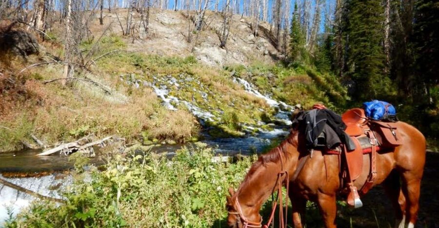 Jackson Hole: Dinner Cookout & Bridger-Teton Horseback Ride - Who will enjoy this most