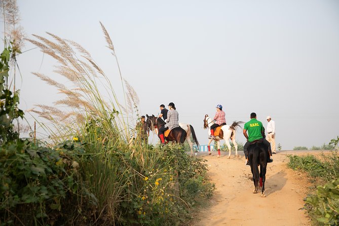 Jaipur Horse Riding Adventure - Meeting the Marwari horse