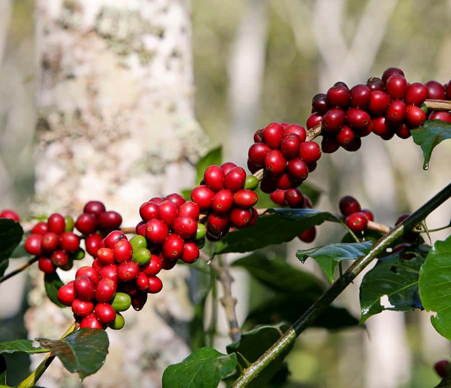 Jardín: Horseback Ride with Coffee Villa and Waterfall - Learning how coffee moves from plant to cup
