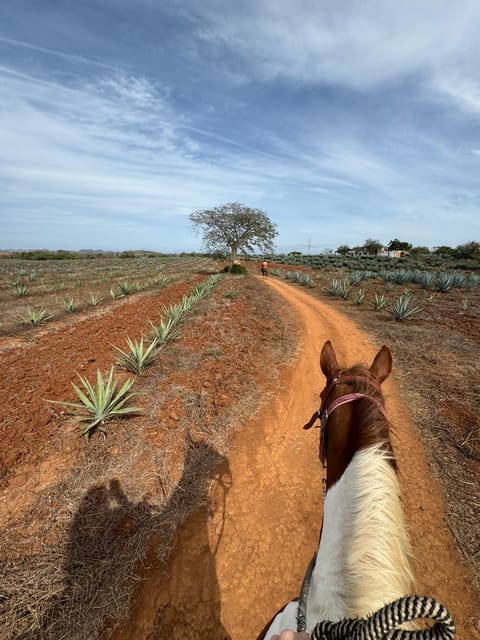Jungle and beach horseback ride + lunch + mezcal - What the guides add to the day