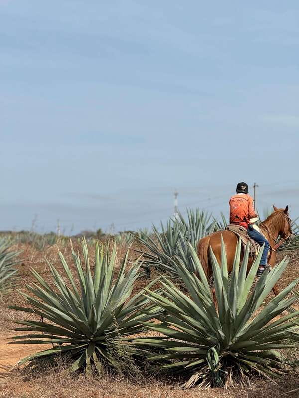 Jungle and beach horseback ride + lunch + mezcal - What $105 gets you