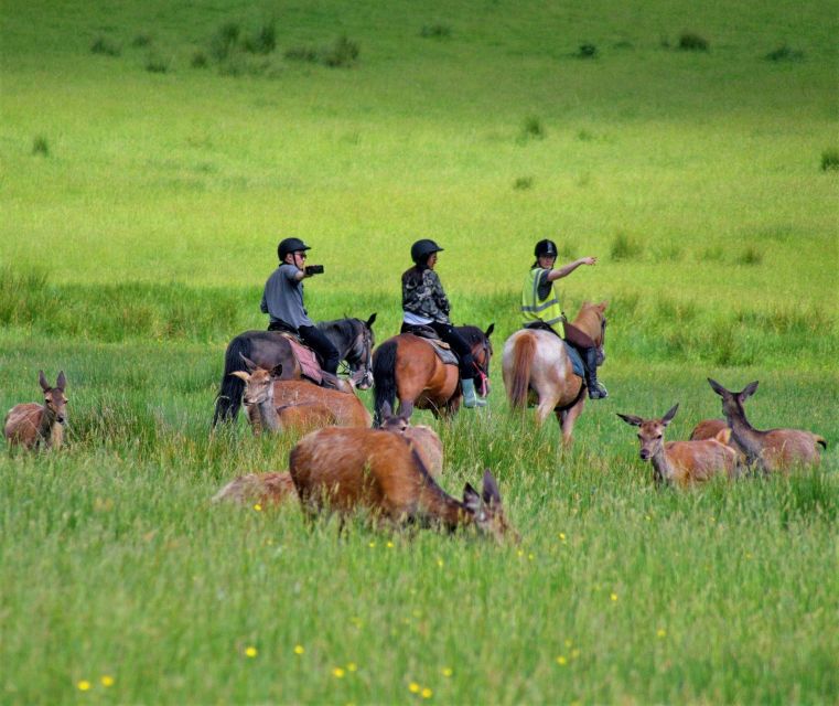 Kerry: Guided Horse Riding Tour in Killarney National Park - From Killarney town to the riding stables