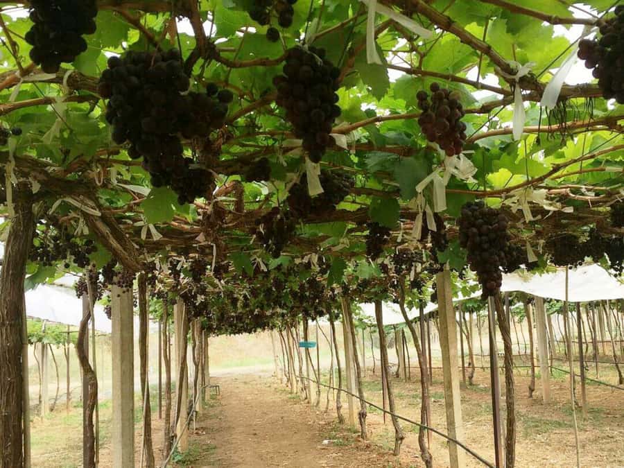Khao Yai Vineyard Tasting Tour & Horse Farm Visit - Who Should Book This Day Trip?