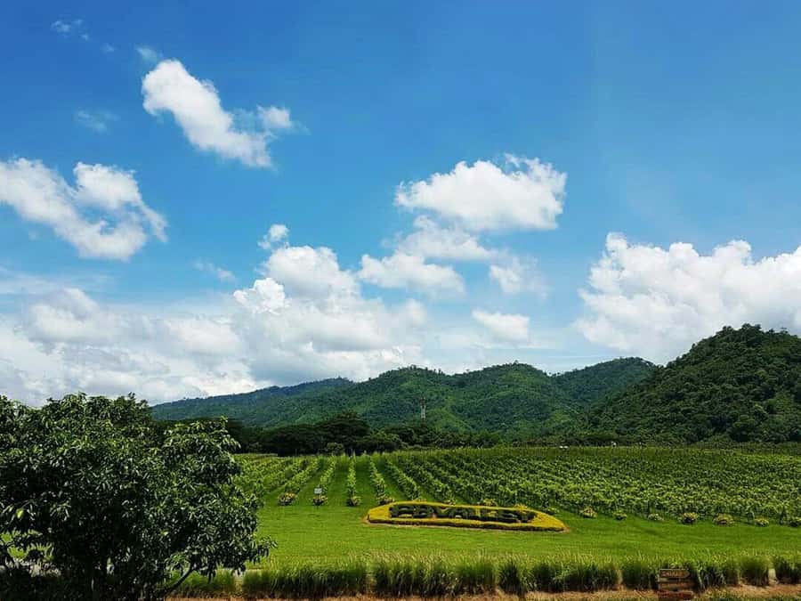 Khao Yai Vineyard Tasting Tour & Horse Farm Visit - The Early Start From Bangkok