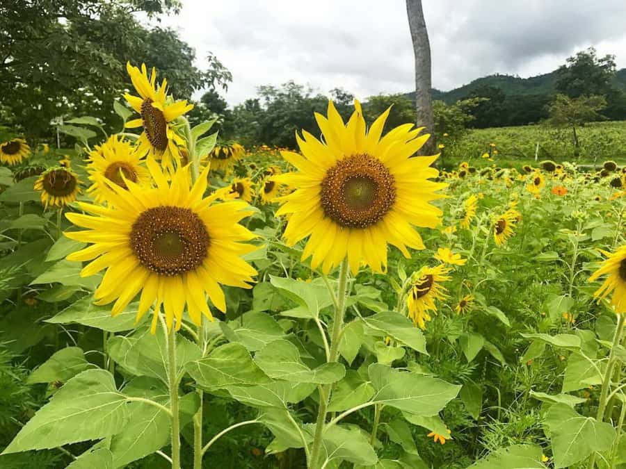 Khao Yai Vineyard Tasting Tour & Horse Farm Visit - The Horse Farm Near Pak Chong
