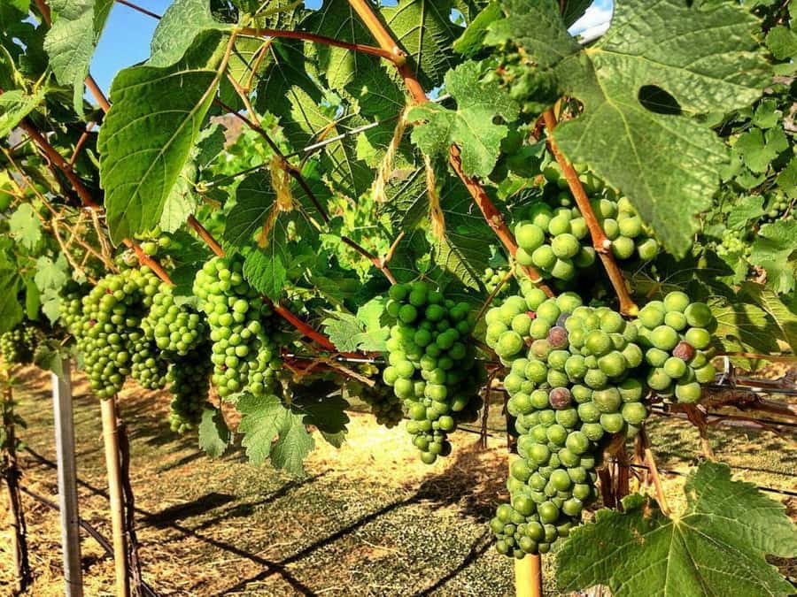 Khao Yai Vineyard Tasting Tour & Horse Farm Visit - Beginner Riding, Clothing, and Safety
